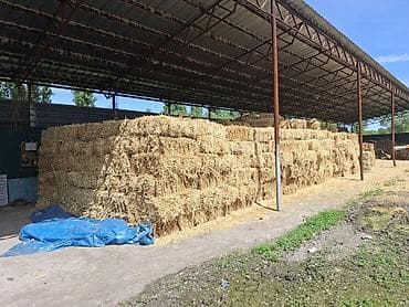 жаны уйлор: Пшеничная в перемешку с ячменнной, солома в тюках. Самовывоз — 2