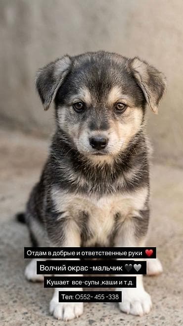 маленький собаки: Щенки для пристройства в добрые и ответственные руки. Варианты: - — 1