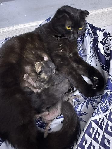 голая кошка сфинкс цена: Кошка даром: Скотиш Фолд (Шотландская вислоухая), Девочка — 3