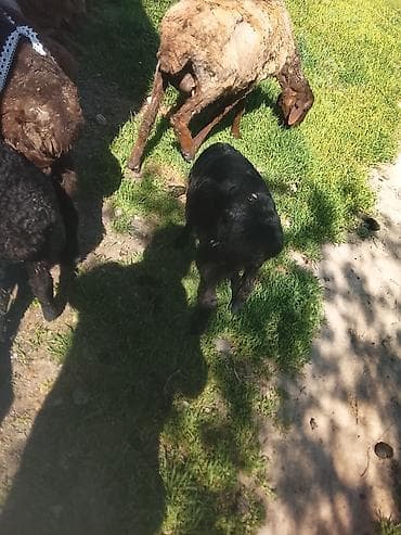 Продаю | Ягненок | Полукровка | Для разведения | Матка — 1