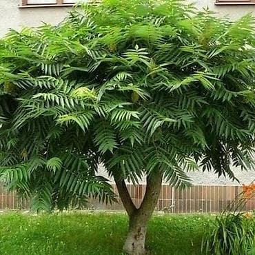 пион цветы: Клубни цветов пиона. Пион травянистый Пионы гибридные. Пион — 7