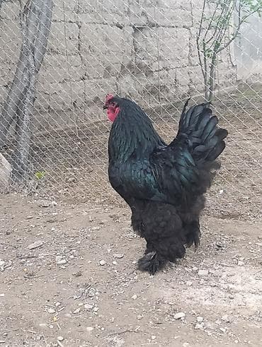 бетховен собака: Продаю | Куры | Брама | Для разведения — 4