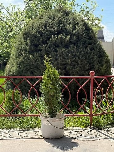 4 pot: Туя колоновидная - Высота растений на фото: примерно 100 см -120-130 — 2