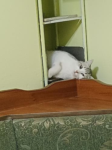 одам даром: Кошка, окрас серебристо-белый с табби-полосами, янтарные глаза — 5