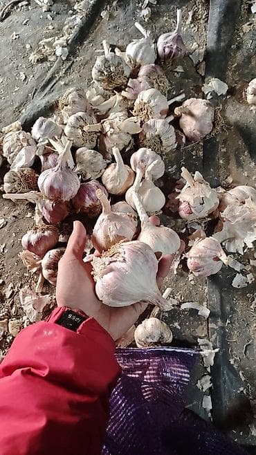 малина полька цена: Чеснок Оптом — 4