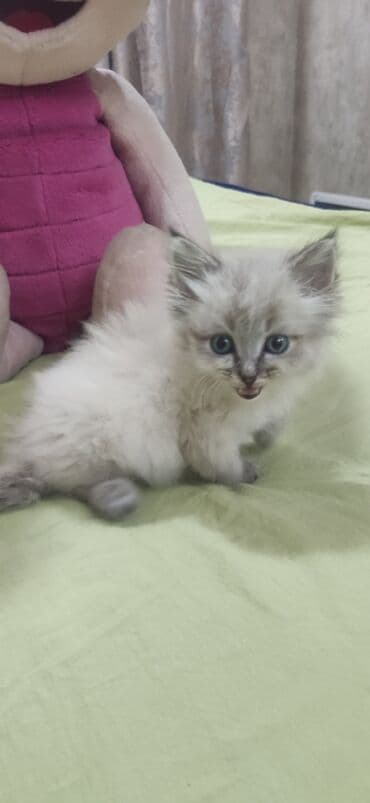 Грызуны: 2 месяца, Девочка, Приучена к лотку, Проглистована — 7