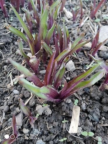 венок цена: Традесканция садовая.Многолетнее растение.Продается пышным — 2