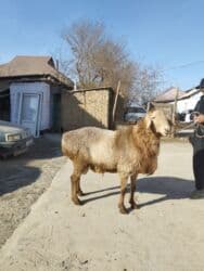 цены породистых собак: Продаю | Баран (самец) | Гиссарская, Арашан | Для разведения | Осеменитель, Племенные — 6