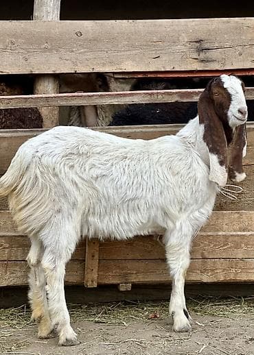 дом кошка: Продаю | Коза (самка) | Для молока | Племенные — 1