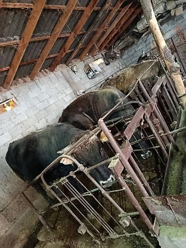 кара балта животные: Продаю | Бык (самец) | На откорм | Привязанные — 10