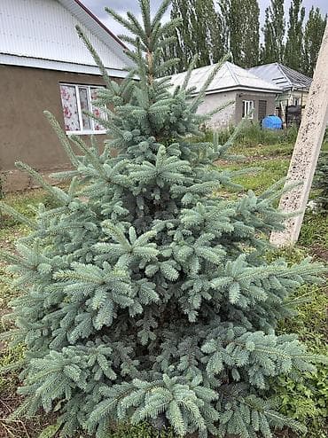 сеянцы голубой ели: Ель колючая (голубая ель, Picea pungens) — декоративные саженцы с — 5