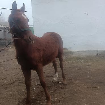 А/ч жаныбарларын сатам: Сатам | Тай — 3