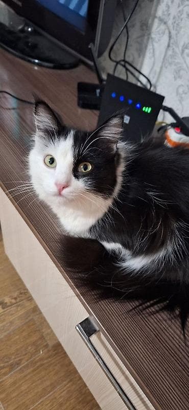 Кошка даром: Беспородная, 3 года, Девочка, Приучена к лотку