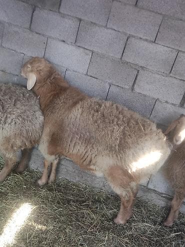 Лошади, кони: Продаю | Баран (самец) | Для разведения | Племенные, Осеменитель — 5