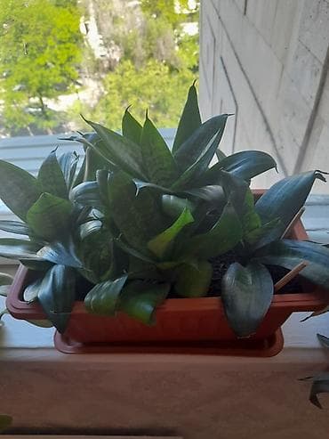 растение для дома и офиса: Только звонить по номеру, в сообщения не отвечаю. Оптом или поштучно — 4