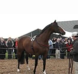 Грызуны: Продаю | Кобыла (самка) | Английская | Конный спорт — 5