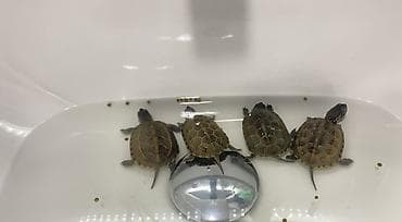 мастиф собака: Маленькие водные черепахи - Вид: молодые пресноводные черепахи — 1