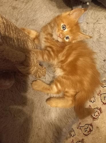 Кошки: 🐾🐈Предлагаются к ранней брони очаровательные котята мейн-кун — 8