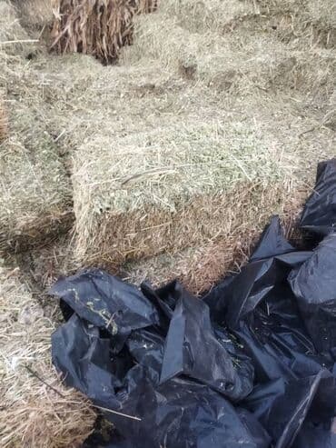 корм для домашних животных: Сено в тюках (прямоугольные тюки). - Заготовка: луговое/полевое сено — 1