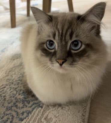 британская шоколадная кошка: Рэгдолл, 2 года, Мальчик, Приучена к лотку — 1