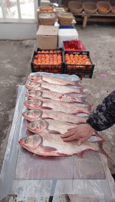 кухня шкафы: Продаю толстолобик живой вес от 1,5 до 2,5кг — 1