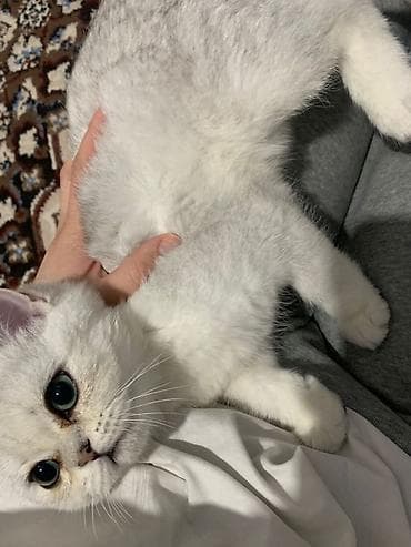 скотиш: Скотиш Страйт (Шотландская прямоухая), 4 месяца, Мальчик, Серый, Приучена к лотку, Проглистована, С прививками — 2