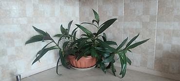 домашнее растение: Традесканция сидячецветковая (Tradescantia spathacea/флоттинг) — 2