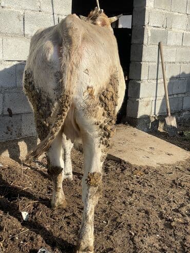 собаки лайка: Продаю | Корова (самка) | Алатауская | Для разведения, Для молока | Стельные, Нетель — 2