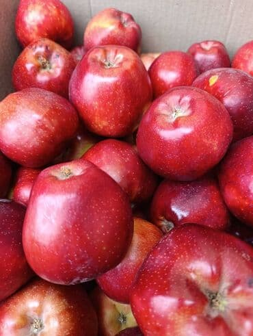 пластиковые ящики для яблок: Яблоки — 2