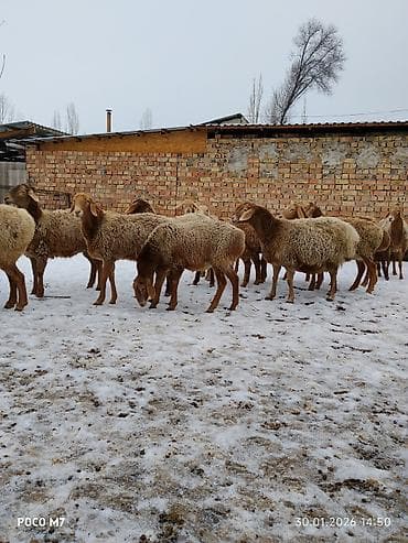 мех кролика: Продаю | Овца (самка) | Для разведения | Матка — 2