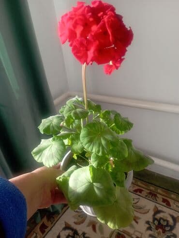 грунт для комнатных растений: Комнатные растения в горшках: 1) Молочай Милей (Euphorbia milii — 10