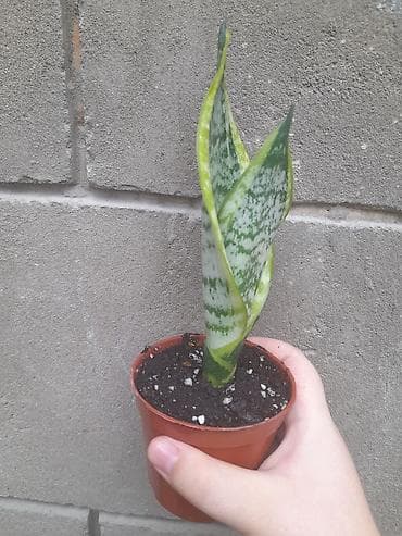 драценна: Сансевиерия (Sansevieria trifasciata), компактный детка в пластиковом — 2