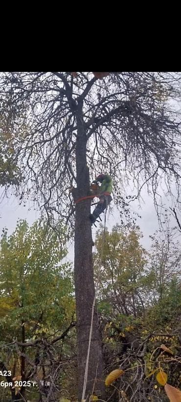 пиларама сатылат: Спил деревьеПрофессиональные высотные работы по деревьям удаление — 1