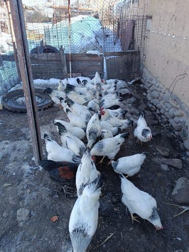 продаю куры несушки: Продаю | Куры | Суссекс | Несушки — 1