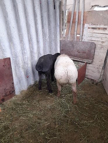 бараны цена: Продаю | Ягненок | На забой — 1