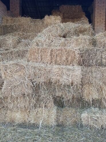 цена пшеницы в бишкеке 2022: Продаю пшеничную солому цена 130 сом за тюк,в наличии имеется 1000 — 6