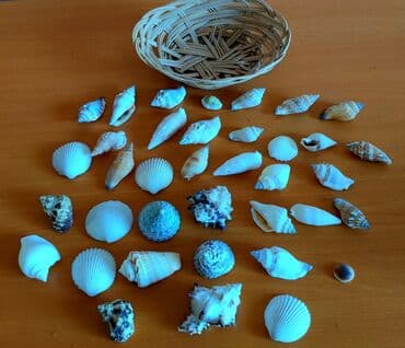 ракушки для аквариума купить: Коллекция морских ракушек (39 штук) из Балтийского моря с корзинкой — 2