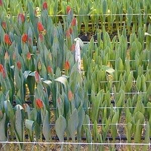 фитолампы для растений: Декор для дома и сада — 4