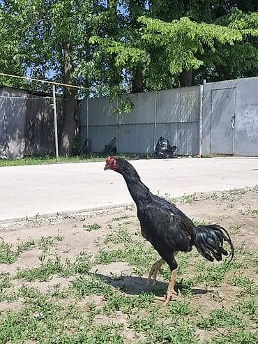 гнездо для кур: Продаю | Петух | Бойцовая | Для разведения — 6