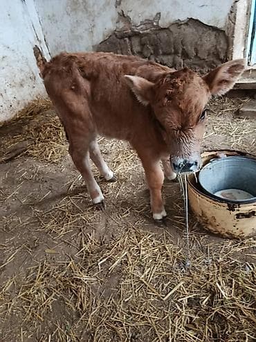 скот корова: Продаю | Корова (самка) | Для молока — 4