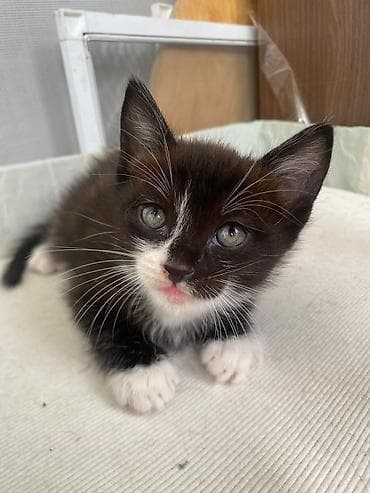 Үй жаныбарлары: Котята Тайские,3 мальчика и 1 девочка. На последней фотке мама котят — 3