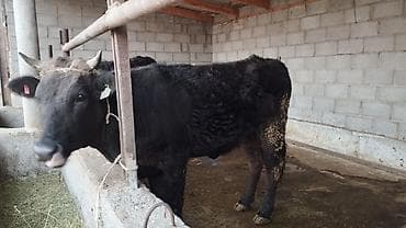 Кочкорлор, койлор: Сатам | Кунаажын | Бордоп семиртүү үчүн | Байланган — 3