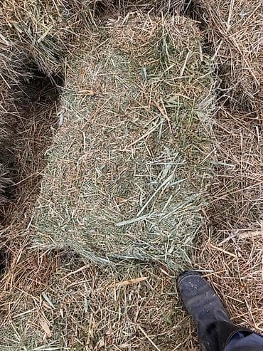 Клевер в тюках 1 укос