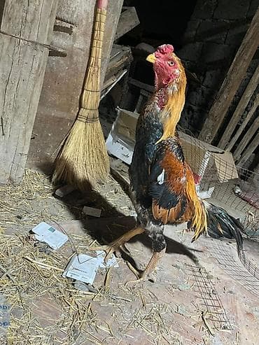 рабочи ат: Продаю | Петух | Бойцовая | Для разведения — 3