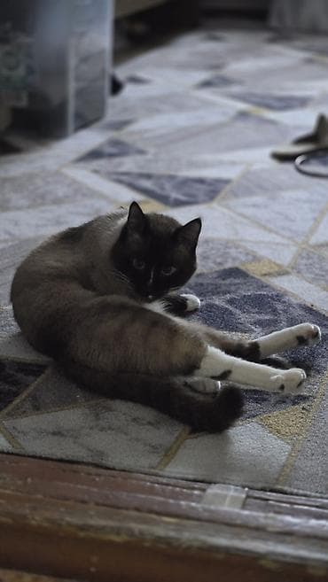 куда можно отдать кошку: Кошка даром: Сиамская, 2 года, Мальчик — 3
