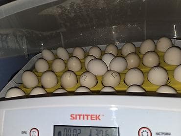Инкубационные яйца от декоративной породы кур Сибрайт🐣