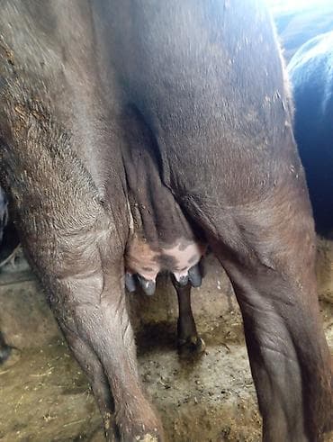 продаю кобылу: Продаю | Корова (самка) | Полукровка | Для молока | Привязанные — 2