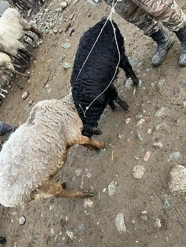 гусиные яйцо: Продаю | Овца (самка), Ягненок | Для разведения — 1