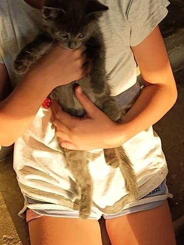 scottish fold: Кошка даром: Беспородная, 2 месяца, Мальчик, Приучена к лотку — 3