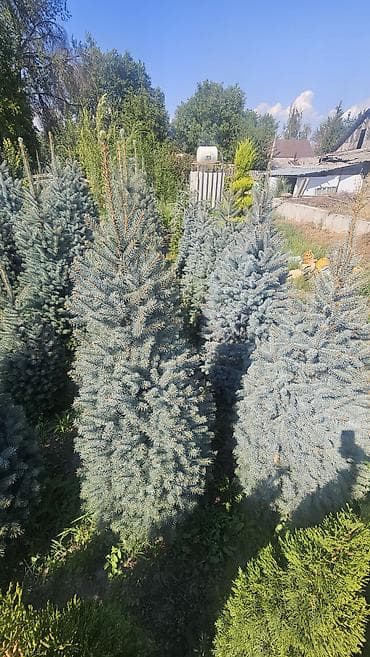 детская мебель 3 в 1: Ель колючая (Picea pungens) голубая, питомничные посадки. - Сорт/тип — 2